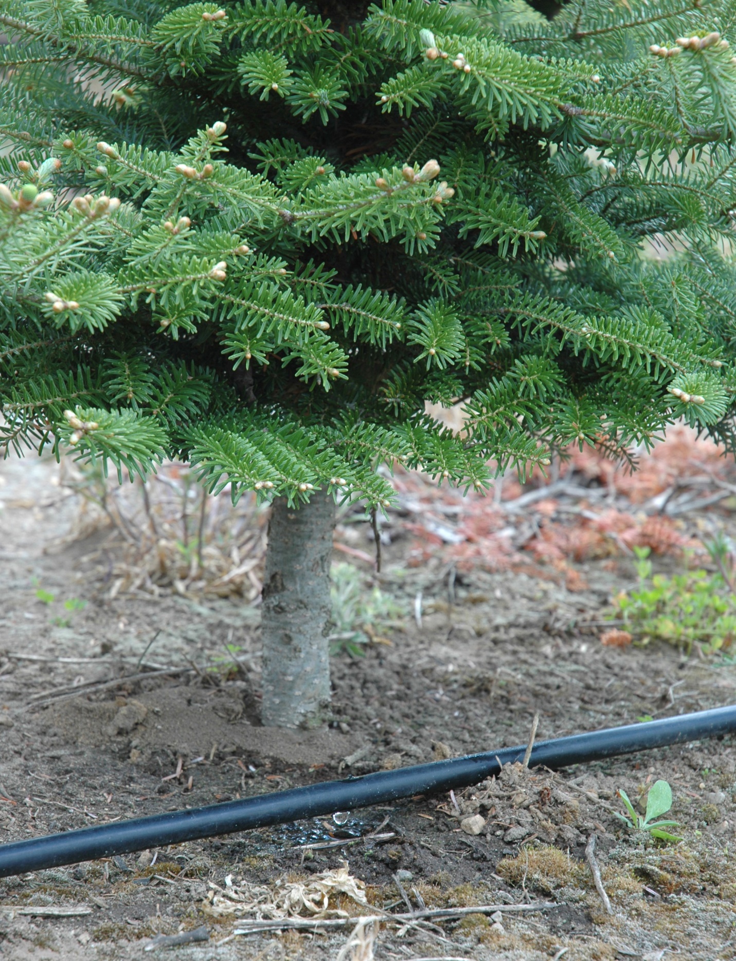 A hose lays on the ground next to a Christmas tree.
